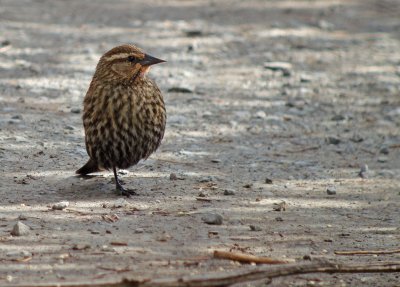 Red-winged Blackbird.jpg