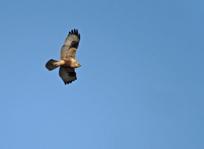 Ruigpootbuizerd