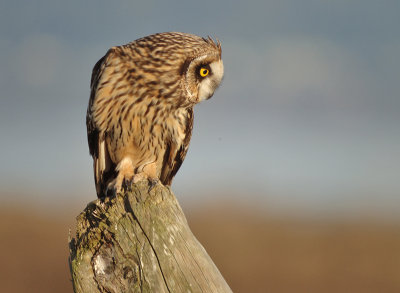 Short-eared Owl