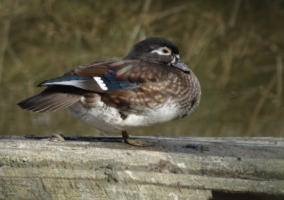 Wood Duck