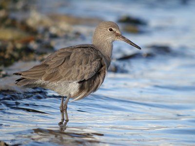 Willet