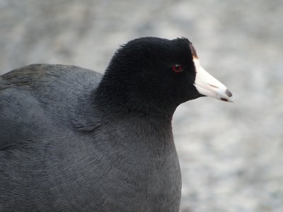 American Coot