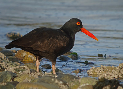 Black Oystercatcher