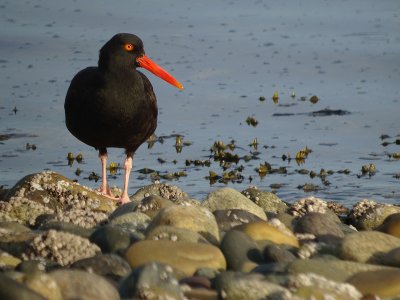 Black Oystercatcher