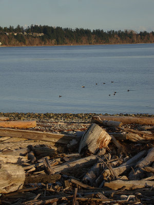 Surf Scoters and Common Goldeneye's