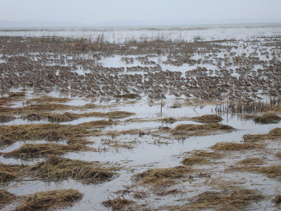 Dunlins