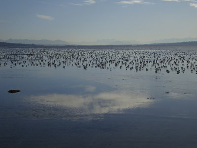 Dunlins