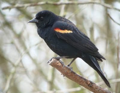 Red-winged Blackbird