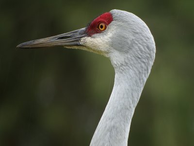 Sandhill Crane