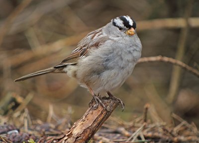 White-crowned Sparrow