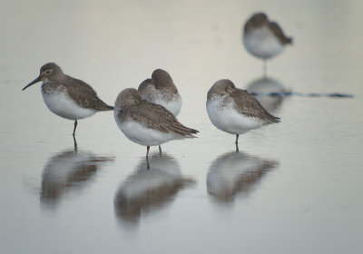 Dunlins