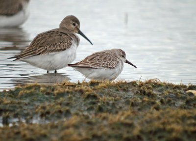 Western Sandpiper