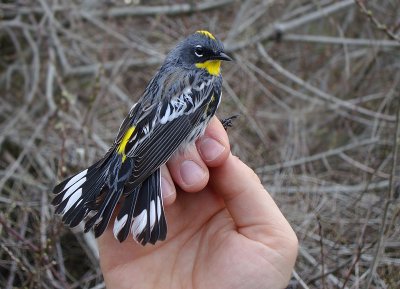 (Audubon's) Yellow-rumped Warbler