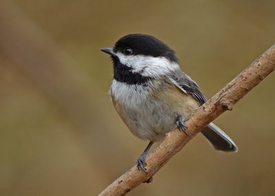 Black-capped Chickadee