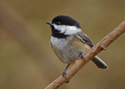 Black-capped Chickadee