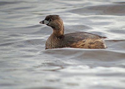 Pied-billed Grebe