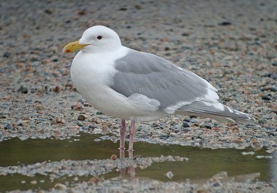 Glaucous-winged Gull