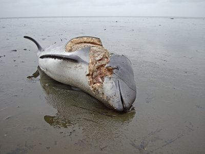 Dolphin spec.