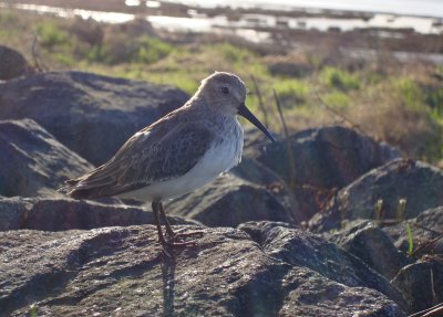 Dunlin getting ready for take off (2)