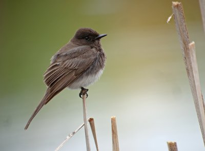 Black Phoebe