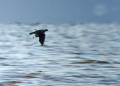 Peregrine with Dunlin with Clam (2)