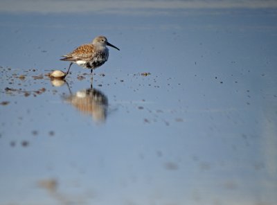 Dunlin caught by a clam (1)