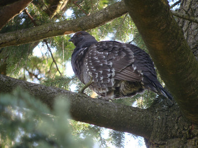 Sooty Grouse