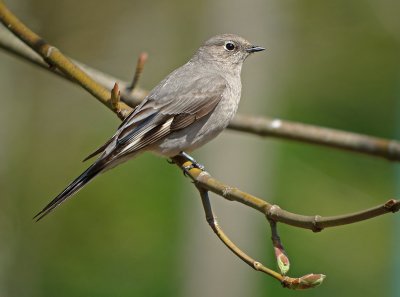 Townsend Solitaire