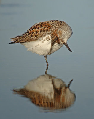 Western Sandpiper