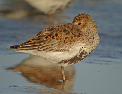 Dunlin