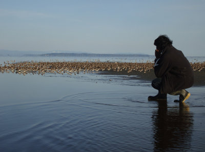 Dunlin fieldwork