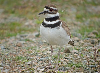 Killdeer