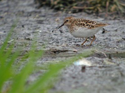 Least Sandpiper