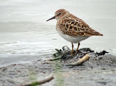 Least Sandpiper