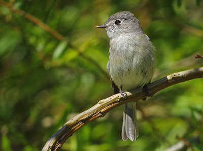 Hammonds Flycatcher