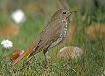 Hermit Thrush