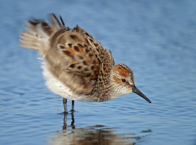 Western Sandpiper