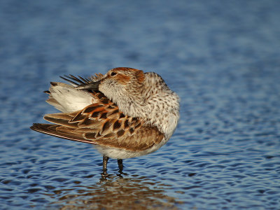 Western Sandpiper