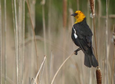 Yellow-headed Blackbird