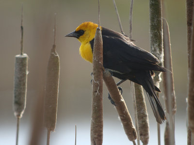 Yellow-headed Blackbird