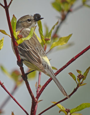 'Horn-billed' Myrtle Warbler