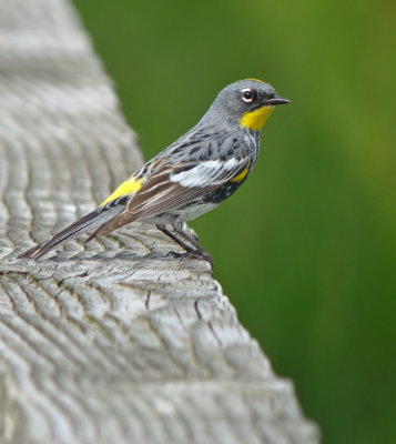 Audubon's Warbler