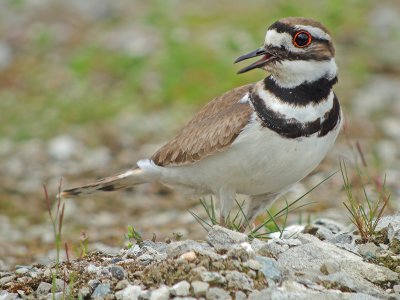 Killdeer