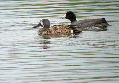 Blue-winged Teal