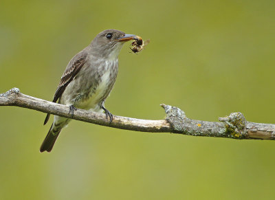 Olive-sided Flycatcher