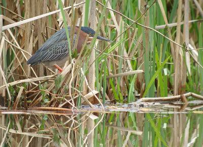 Green Heron
