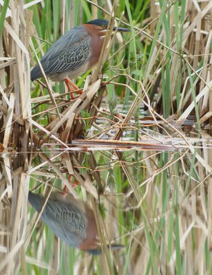 Green Heron