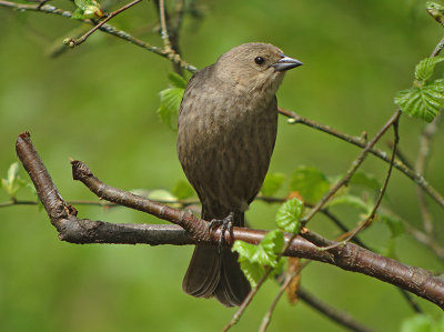 Brown-headed Cowbird