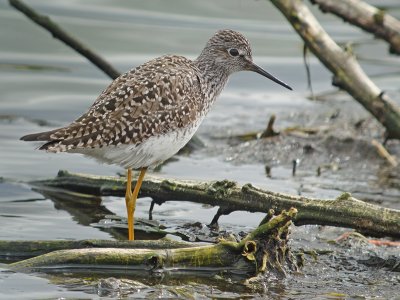 Lesser Yellowlegs