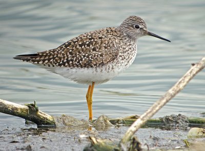 Lesser Yellowlegs